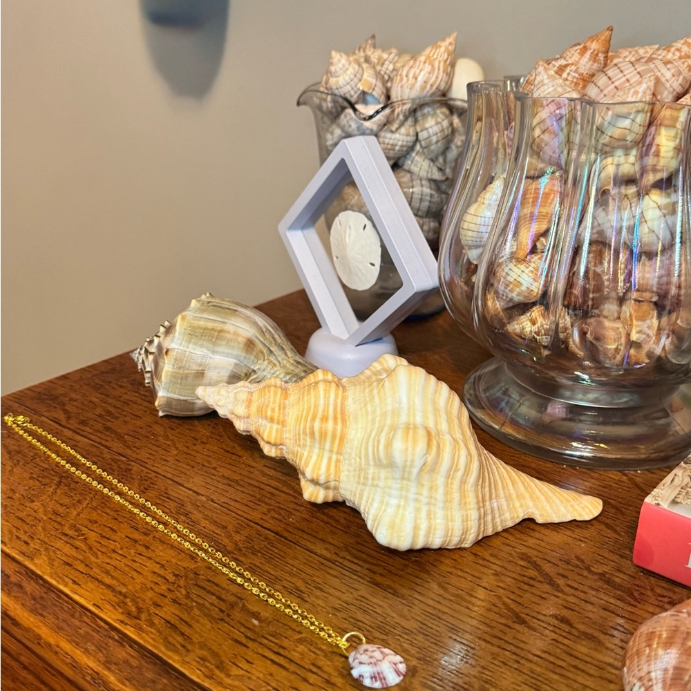 Gold Necklace with natural Shell Pendant